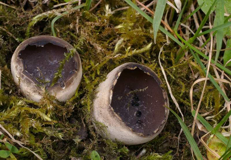 Helvella leucomelaena